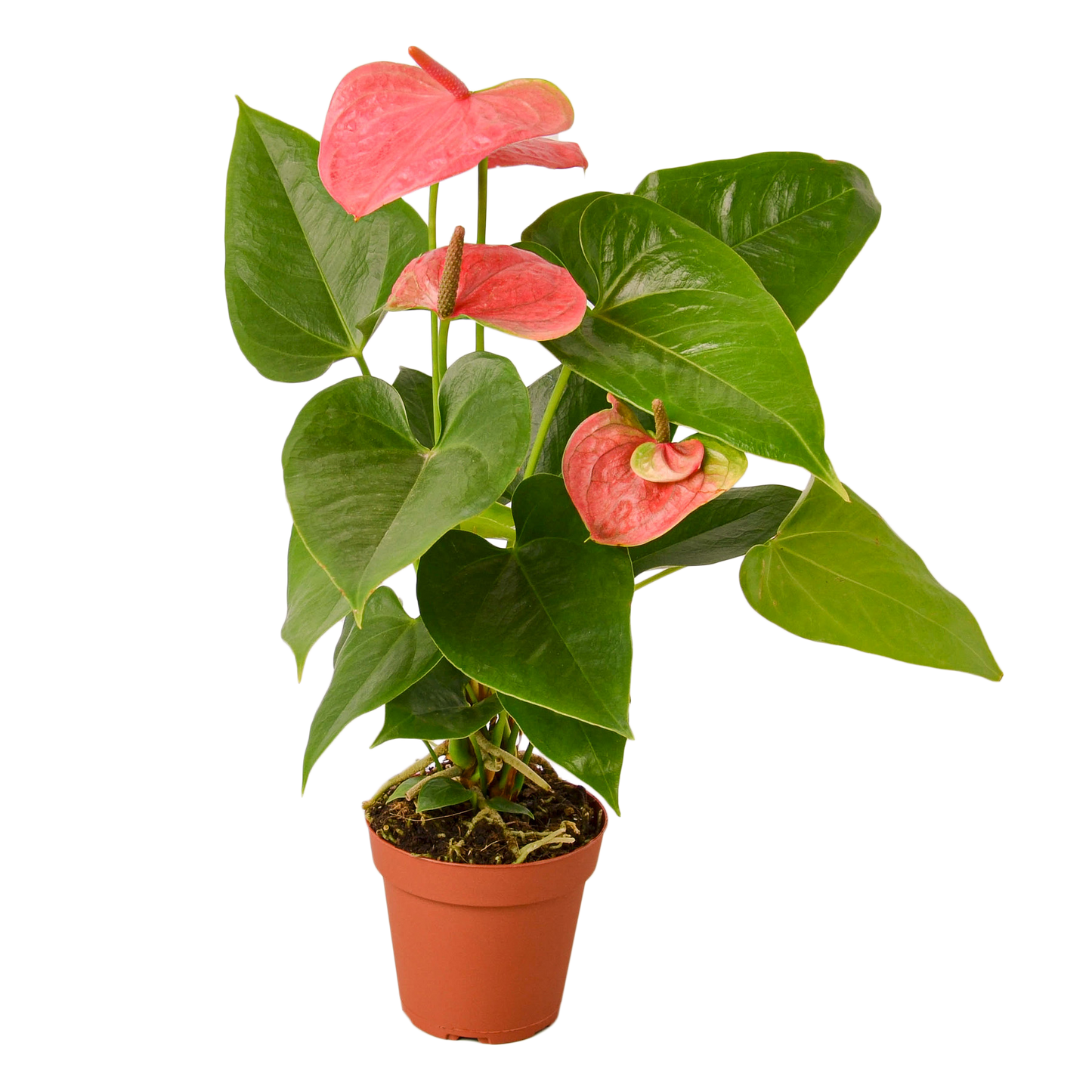 ANTHURIUM PINK