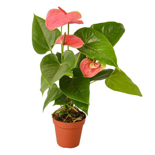 ANTHURIUM PINK