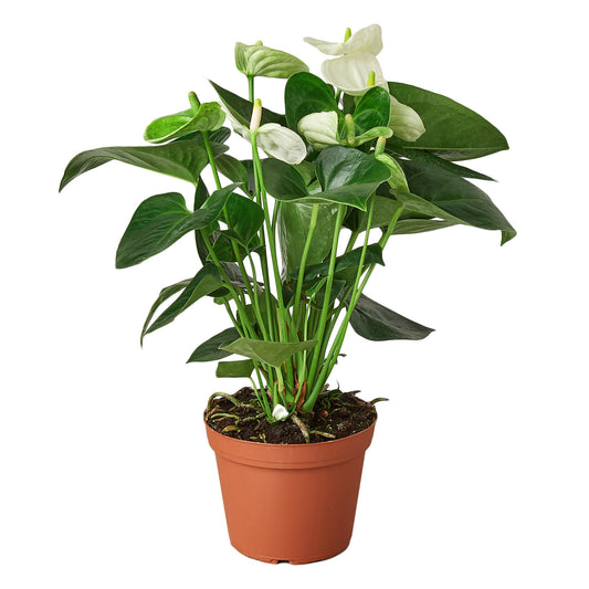 ANTHURIUM WHITE