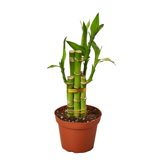 DRACAENA LUCKY BAMBOO