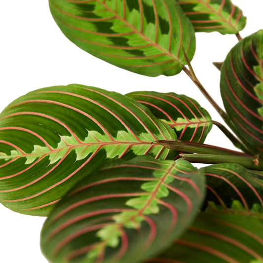 MARANTA RED