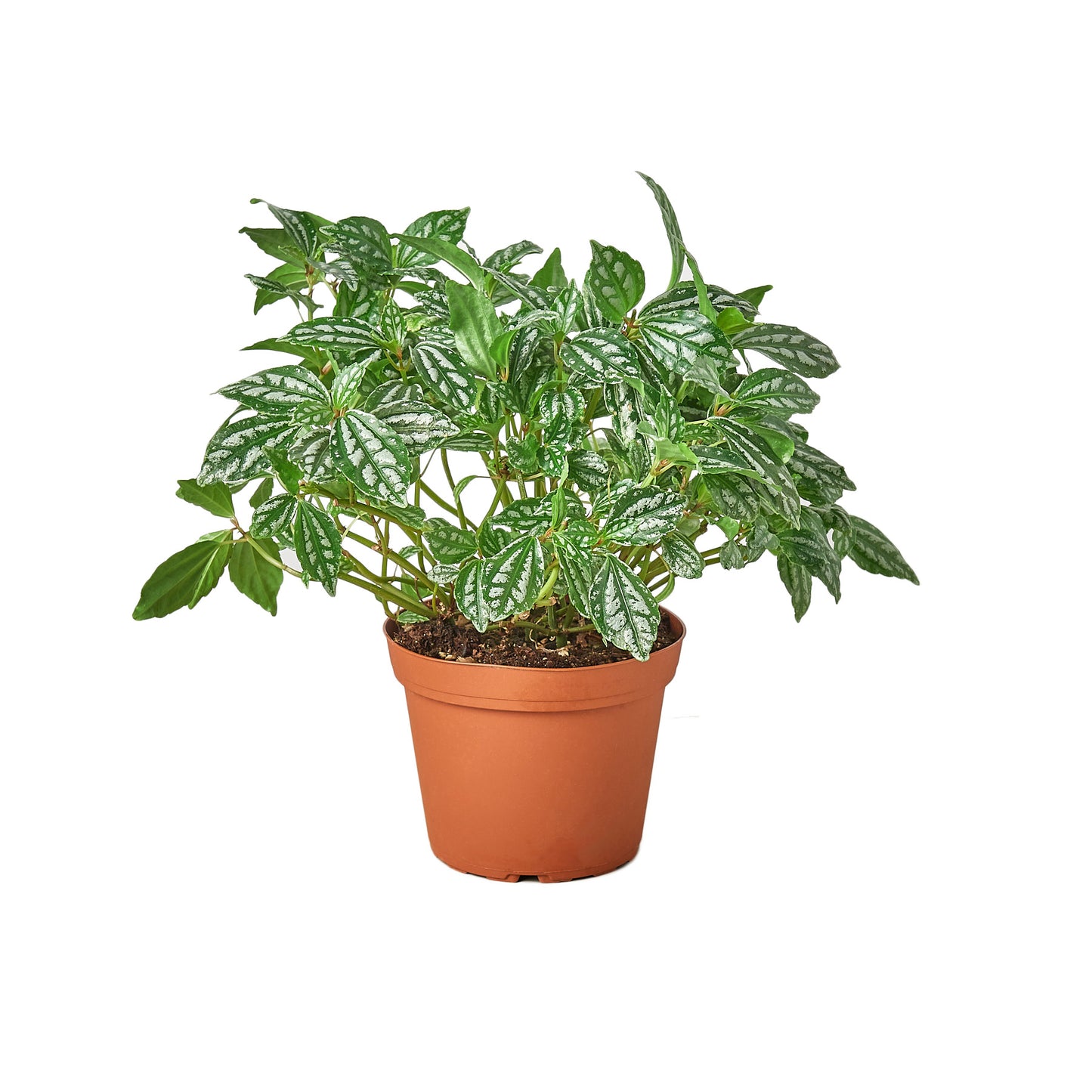 PILEA ALUMINIUM