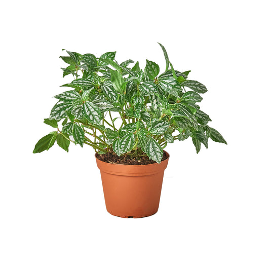 PILEA ALUMINIUM